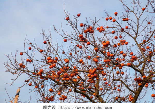 美丽柿子树的特写镜头霜降秋分